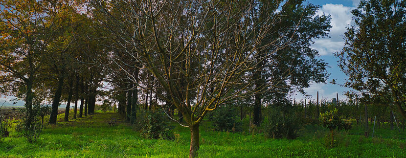 Casa indipendente giardino e terreno